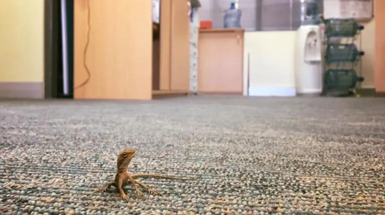 Lizard in House Spiritual Meaning