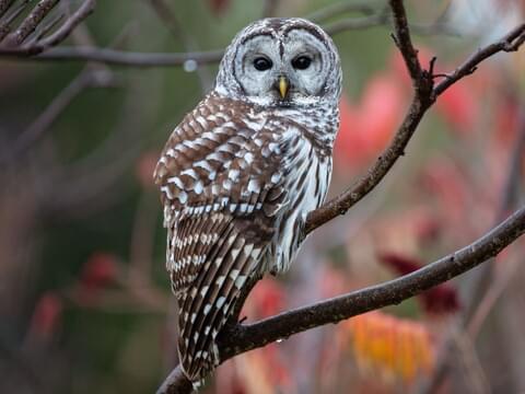 The Barred Owl: Spiritual Meaning And Symbolism