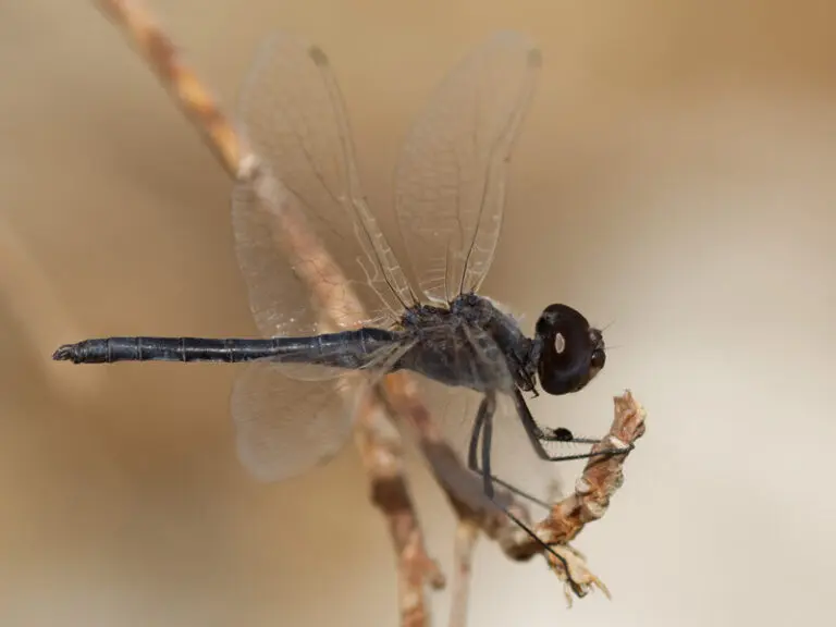 Black Dragonfly Spiritual Symbolism