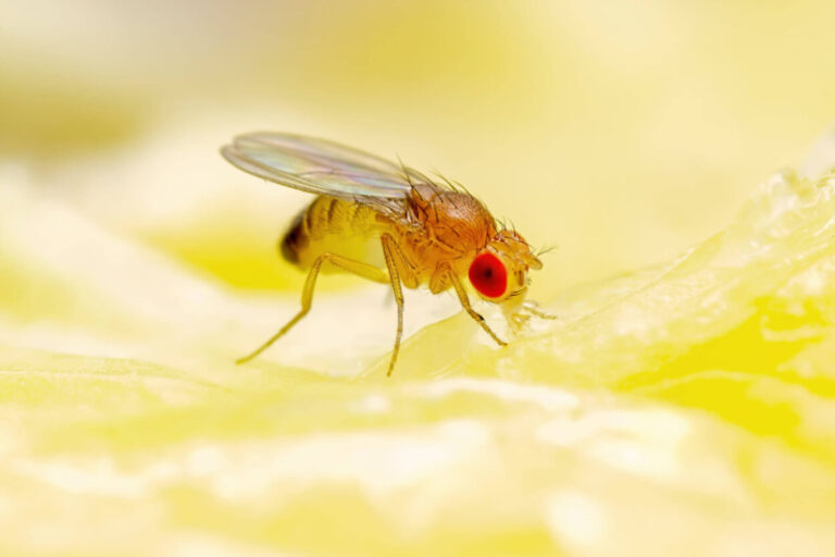 Fruit Fly Spiritual Meaning