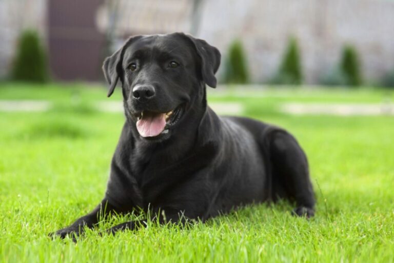 Seeing a Black Dog: Spiritual Meaning