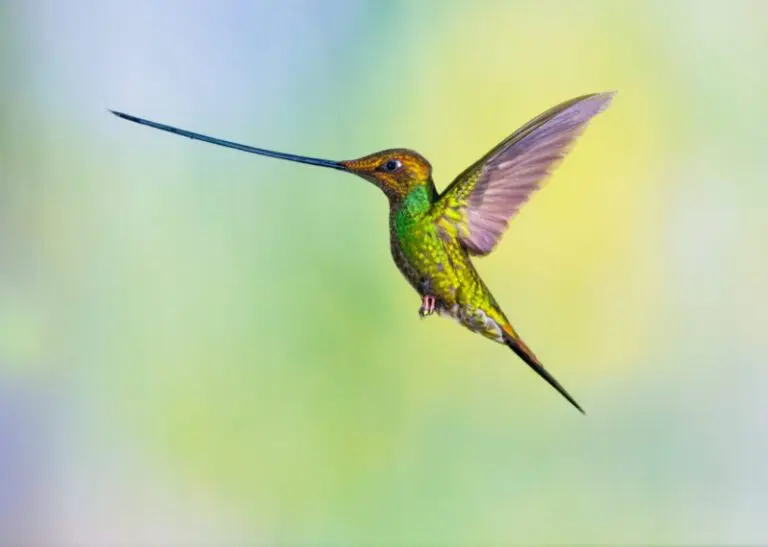 Hummingbird Spiritual Meaning