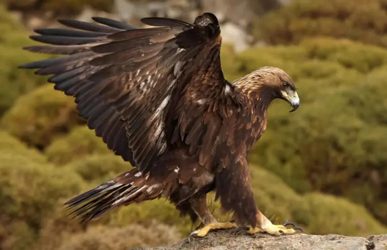 Golden Eagle Spiritual Meaning – Symbol of Power