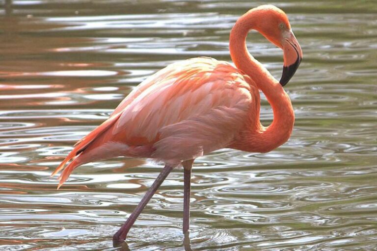 Flamingo