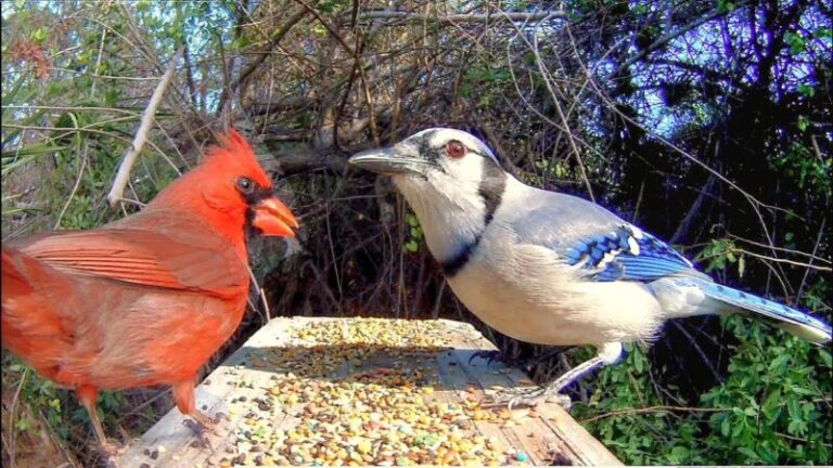 The Spiritual Meaning of Seeing a Blue Jay and Cardinal Together