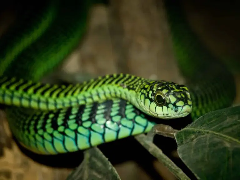 Black and Green Snake Dream Meaning