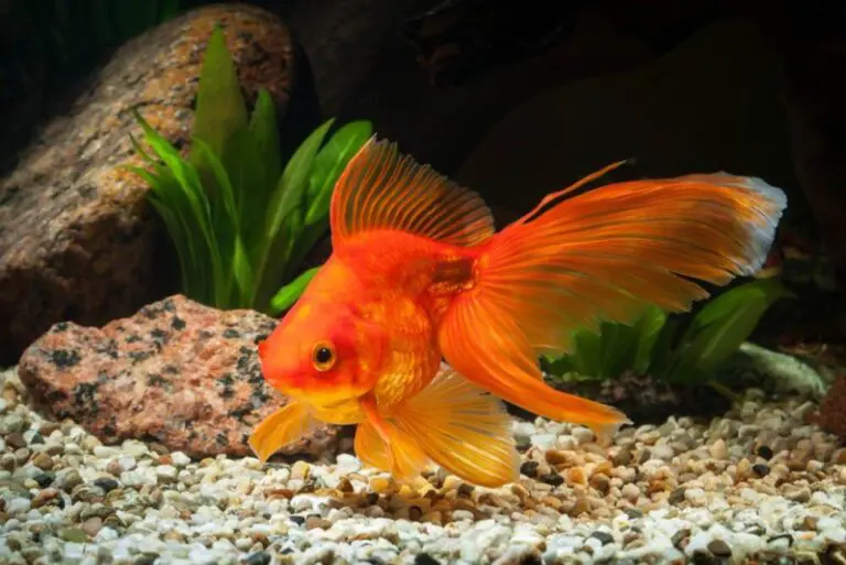 Dreaming About Goldfish: What Do They Mean?