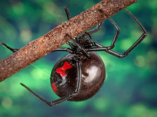 The Black Widow Spider: Spiritual Meaning