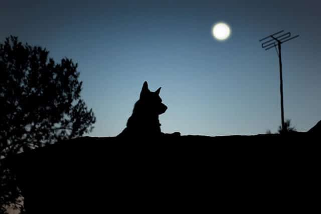 Dog Crying at Night: Spiritual Meaning