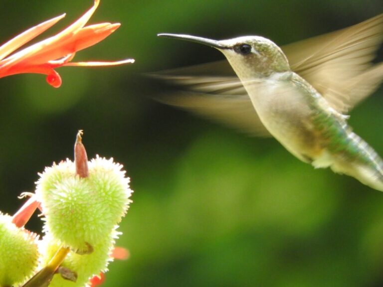 Dead Hummingbird Symbolism – Spiritual Meaning