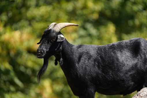 Biblical Meaning of a Black Goat in a Dream