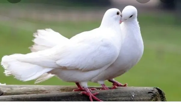 Pair of Dove’s Spiritual Meaning