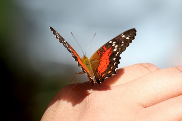 What Does it Mean When a Butterfly Lands On You?