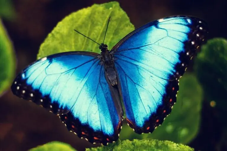 Blue Butterfly Symbolism – Spiritual Meaning