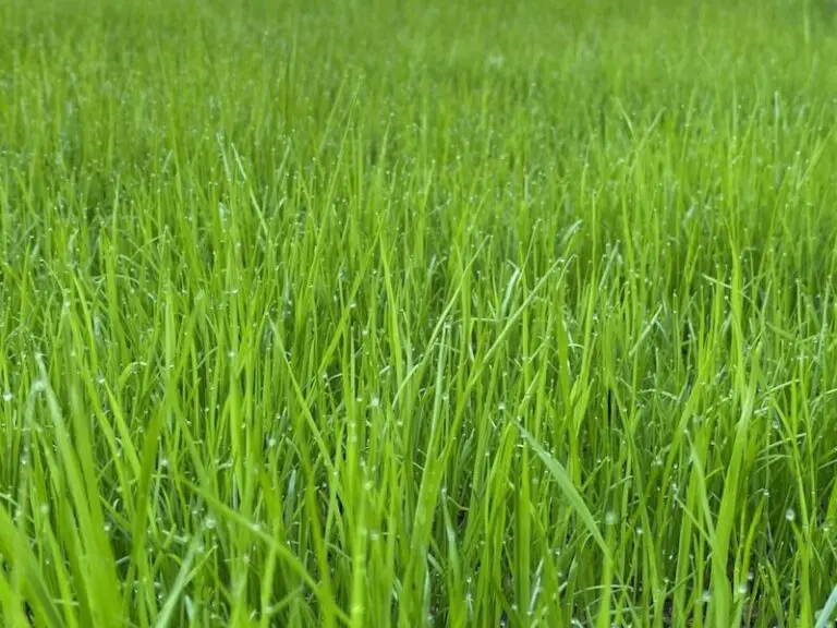 Dream About Green Grass – Spiritual Meaning