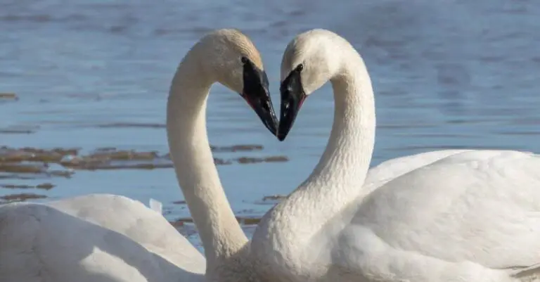 Animals That Represent Love – Spiritual Meaning