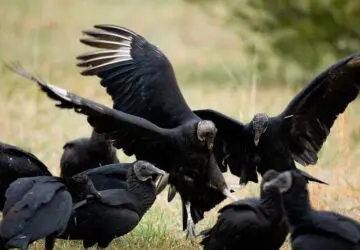 Vultures