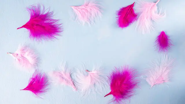 Pink Feather