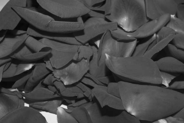 Rose flower petals on white Background. black and white.