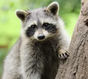 Raccoon