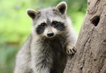 Raccoon