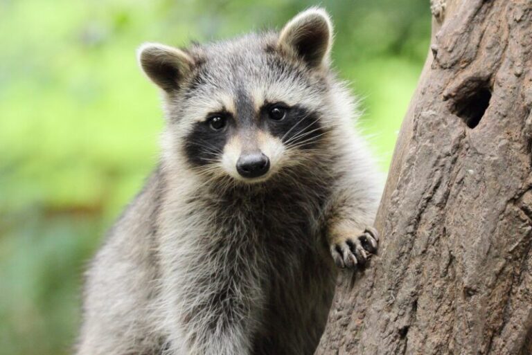 Raccoon