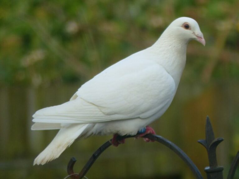 White Dove