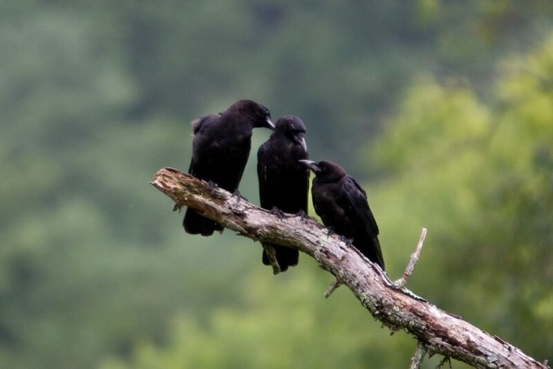 Three Black Crows