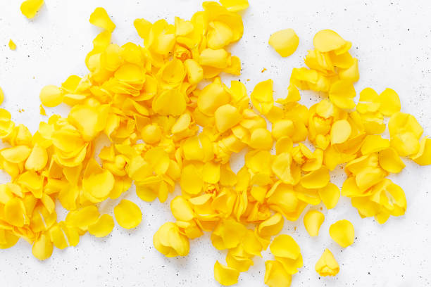 Yellow Rose Petal