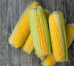 Cooked Corn