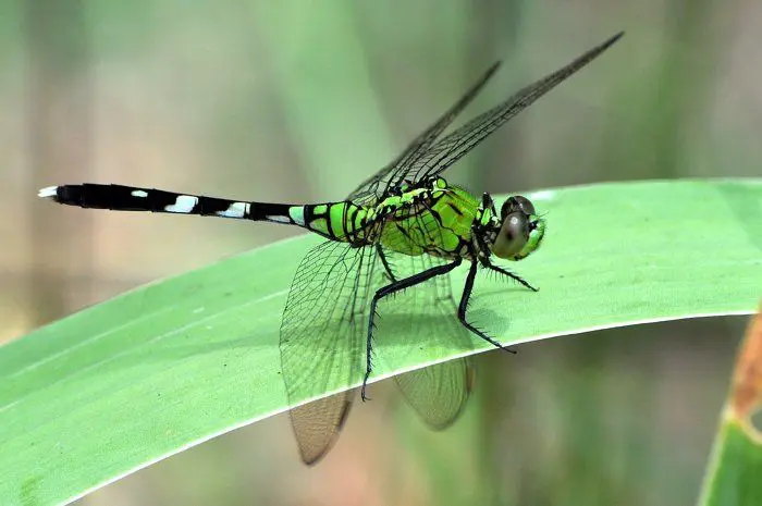 Green Dragonfly