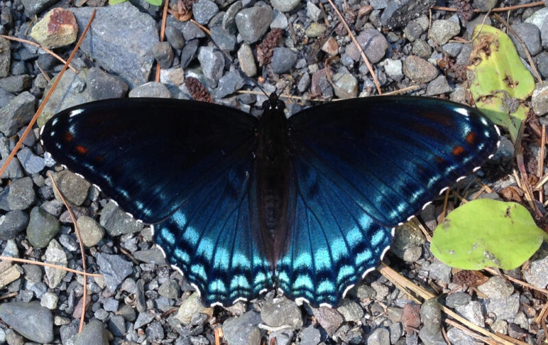 Dark Blue Butterfly