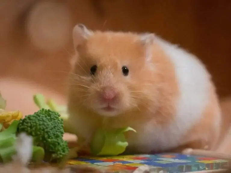 Hamster