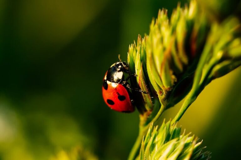 Black Ladybug