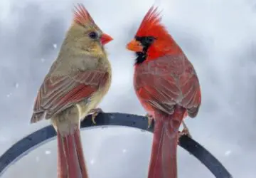 Male and Female Cardinal