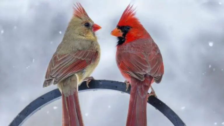 Male and Female Cardinal