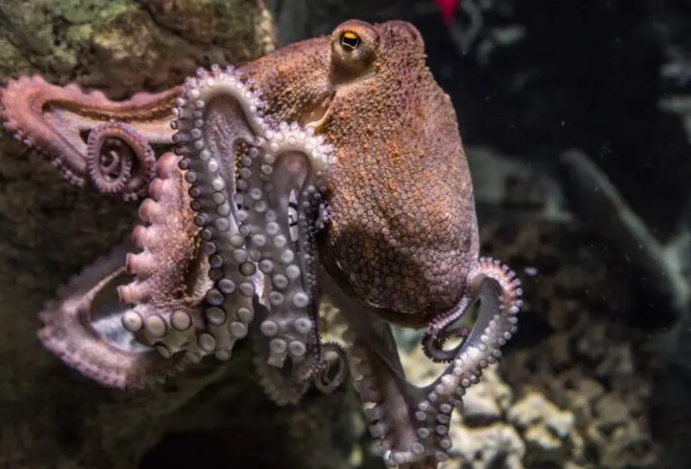 Dream About Octopus