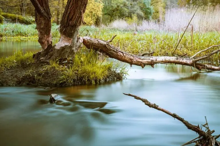 Fallen Tree Branch