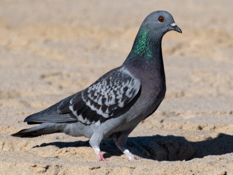 Pigeon