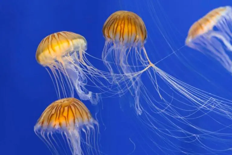 Spiritual Meaning of Seeing Jellyfish in a Dream: Unlocking the Mysteries of Your Subconscious Mind