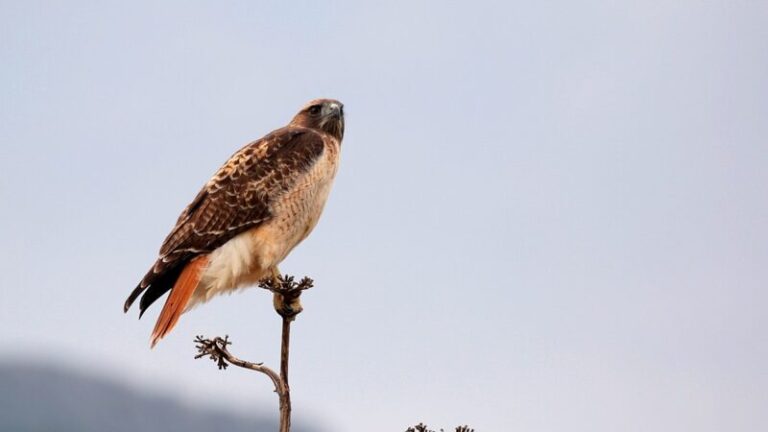 Red-Tailed Hawk