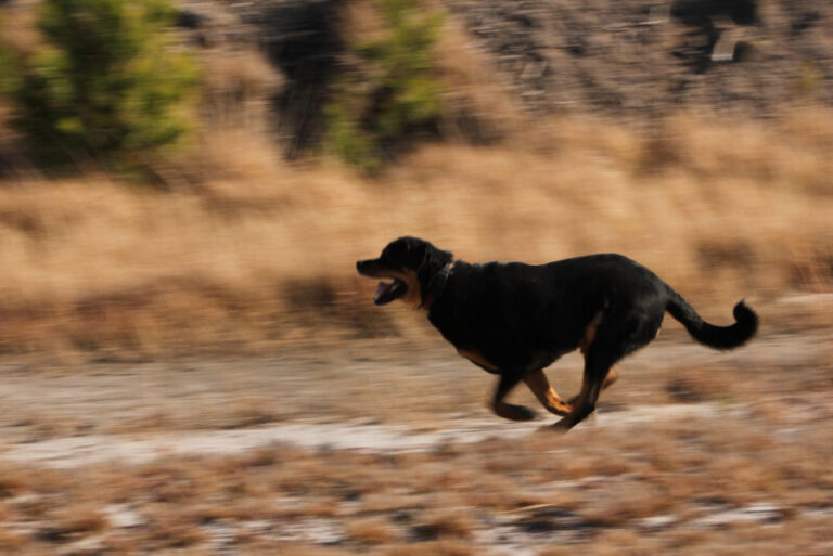 Chased by a Dog