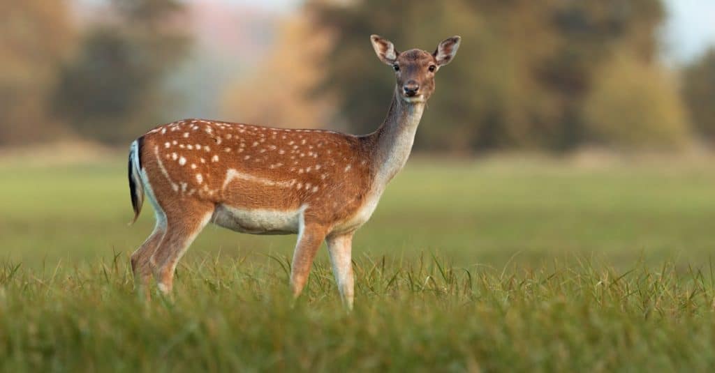 Female Deer