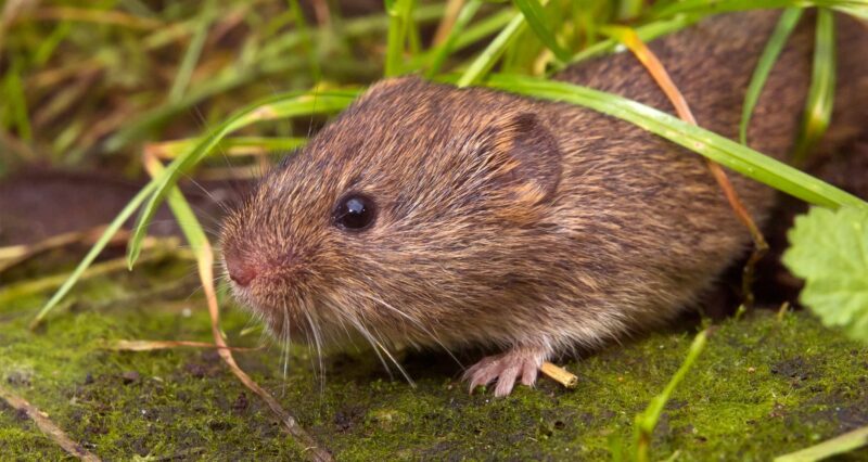 Vole