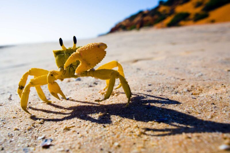 Crab