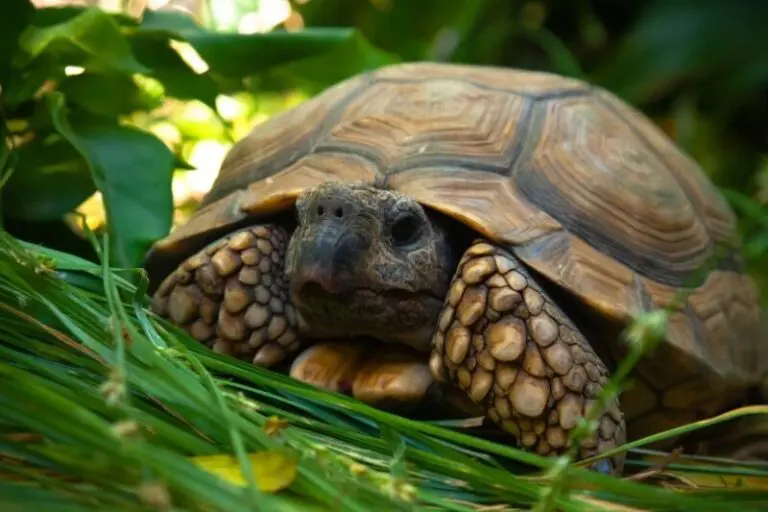 Tortoise