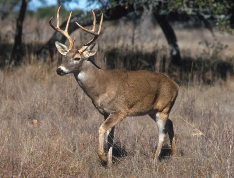 Male Deer