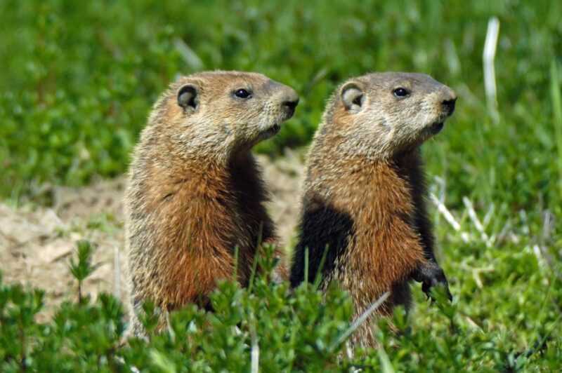 Spiritual Meaning of Seeing a Groundhog: Insights for Personal Growth