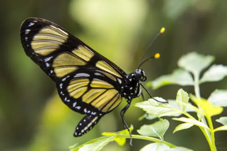 Black And Yellow Butterfly