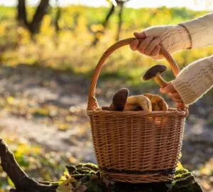 Picking Mushrooms